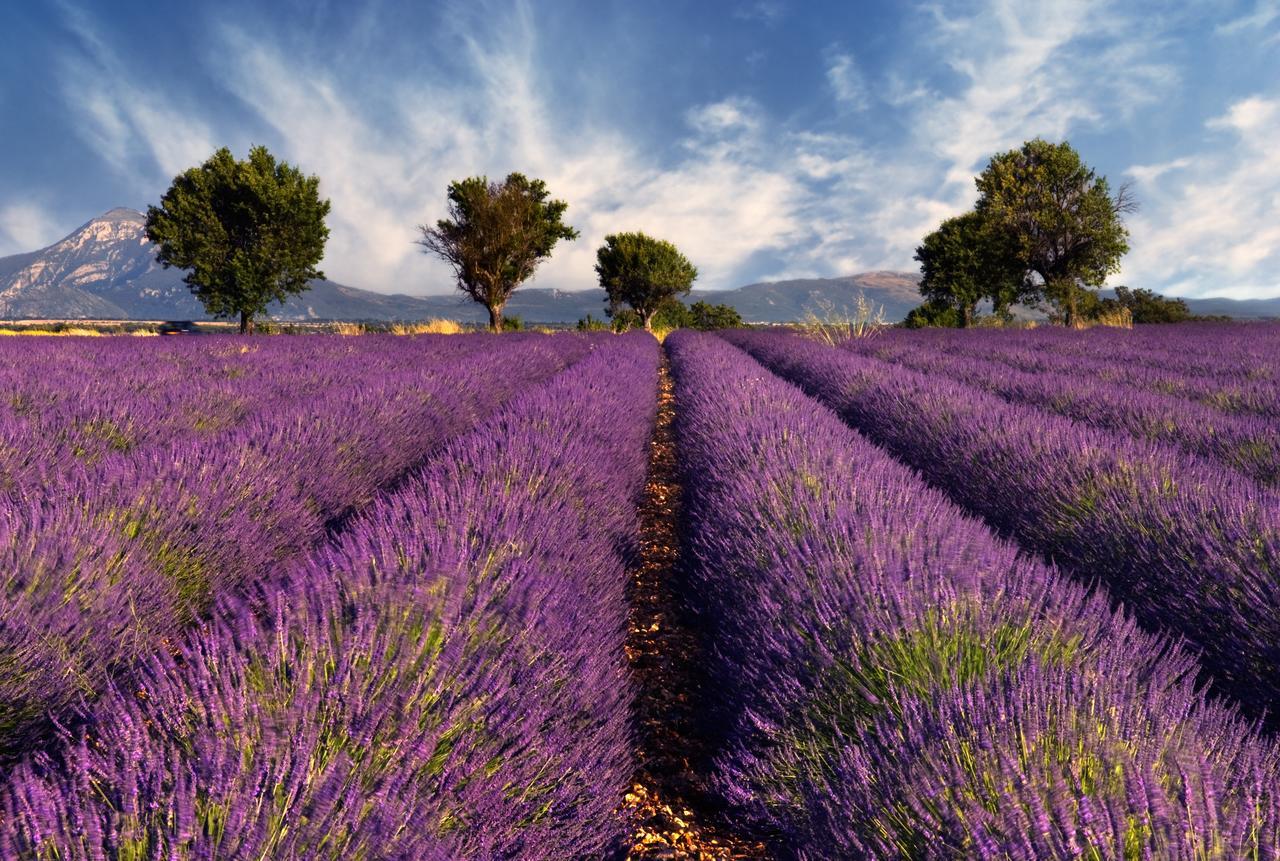 Portail Du Ventoux Central Luxe Jardin Linge Fourni Malaucène Εξωτερικό φωτογραφία